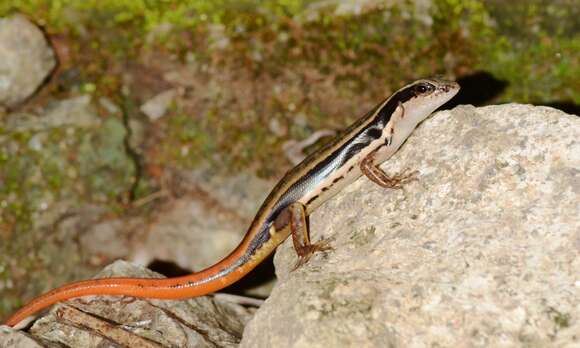 Image of common skink
