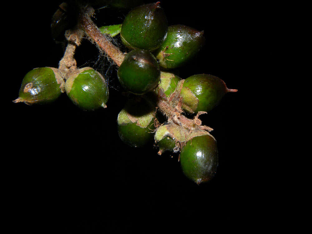 Image of Tetracera hydrophila Triana & Planch.