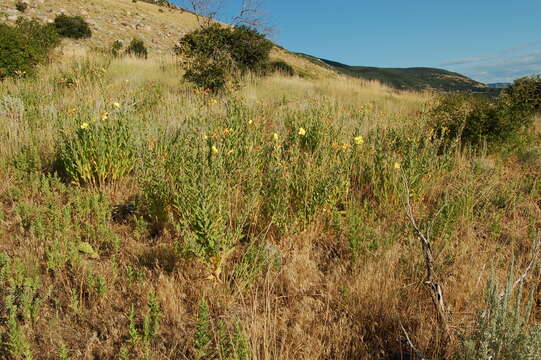 Image of Hooker's evening primrose