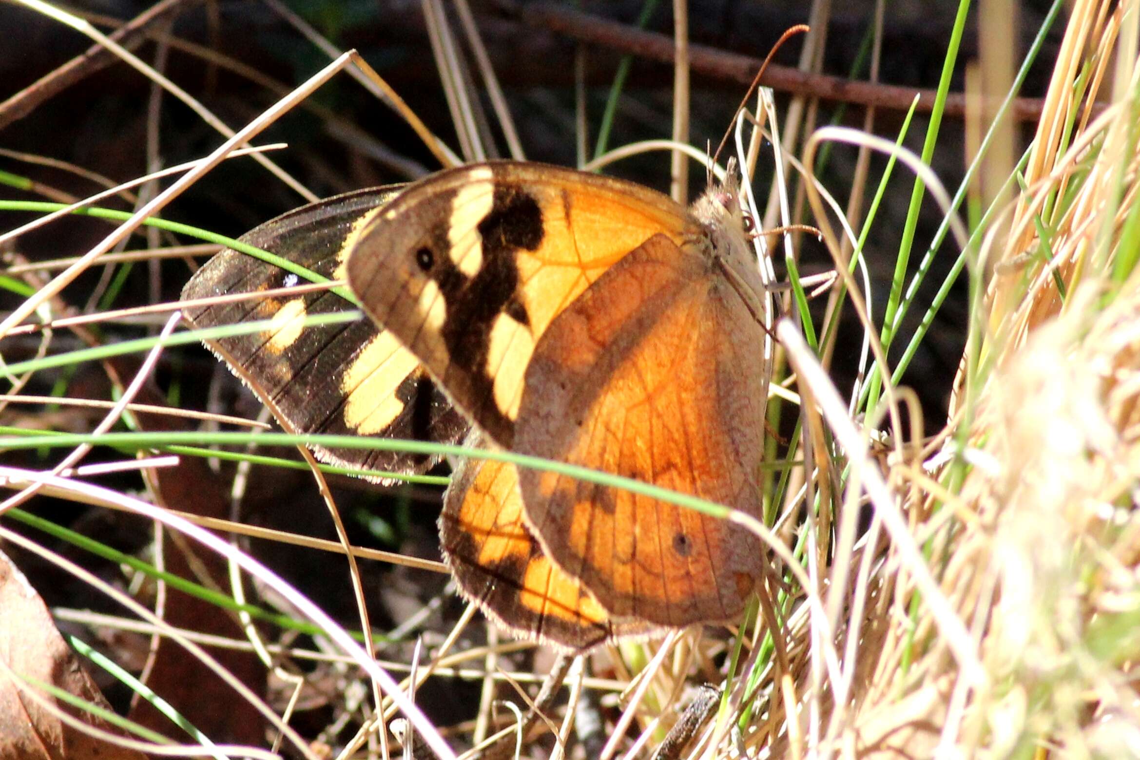 Plancia ëd Heteronympha merope merope