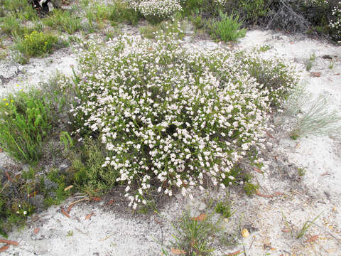 Image of Scholtzia obovata (DC.) Schauer