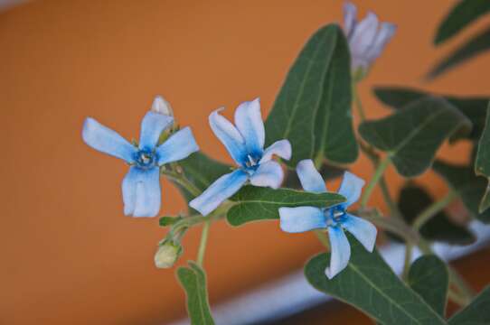 Image of Oxypetalum coeruleum (D. Don) Decne.