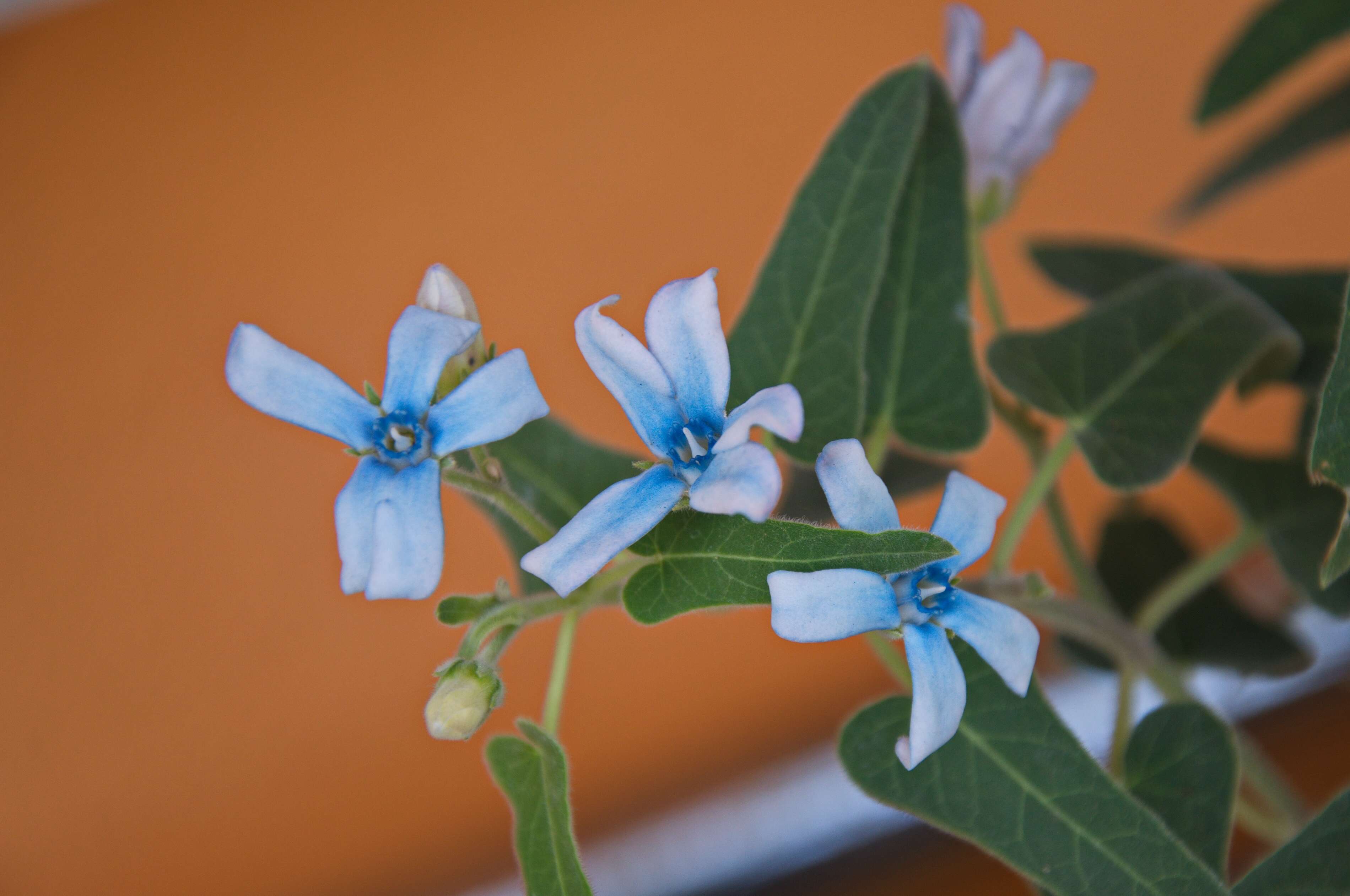 Image of Oxypetalum coeruleum (D. Don) Decne.