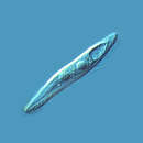 Image of Loxophyllum elegans Wenzel 1961