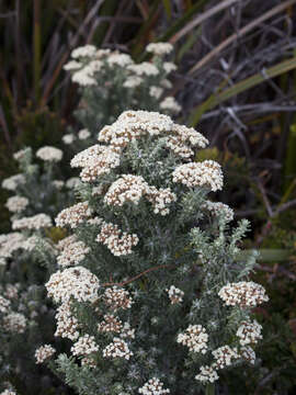 Image de Ozothamnus purpurascens DC.