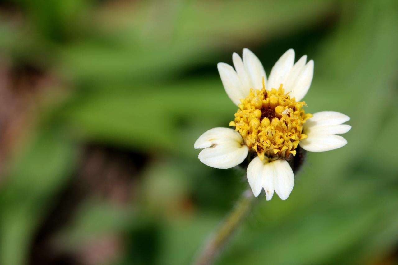 Image of tridax