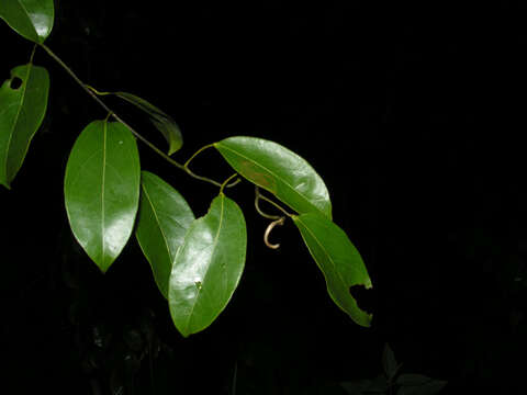 Image of Anomospermum reticulatum (C. Martius) Eichler