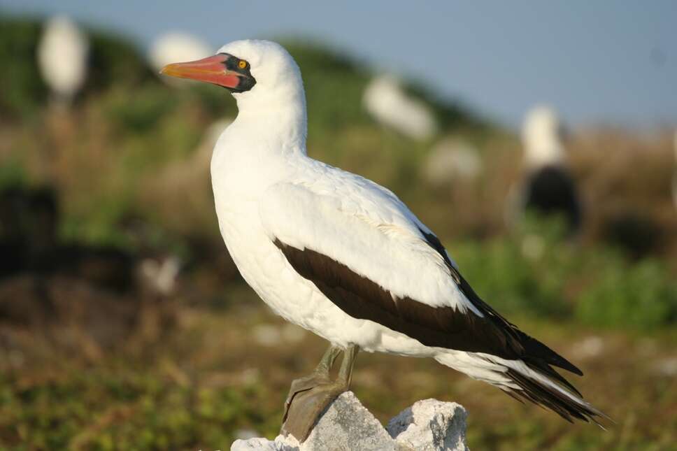 Image of Nazca Booby