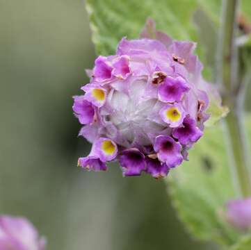 Image of Lippia lupulina Cham.