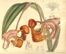 Image of Bucket orchids