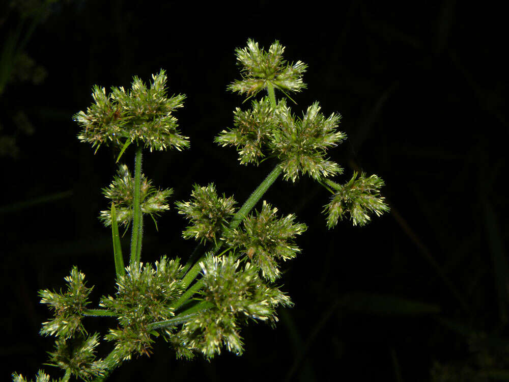 Image of umbrella-sedge