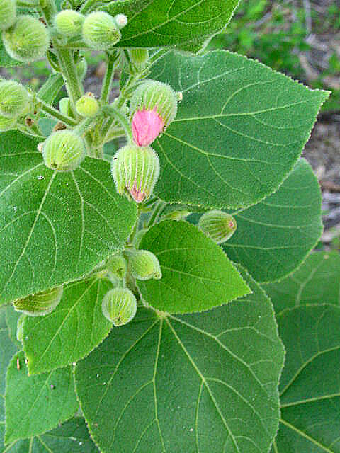 Image of Pavonia malacophylla (Link & Otto) Hemsl.