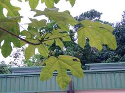 Image of Bottle-trees