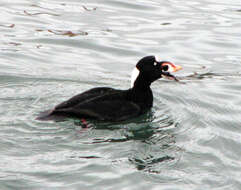 Image of scoter