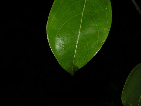 Image of Anomospermum reticulatum (C. Martius) Eichler