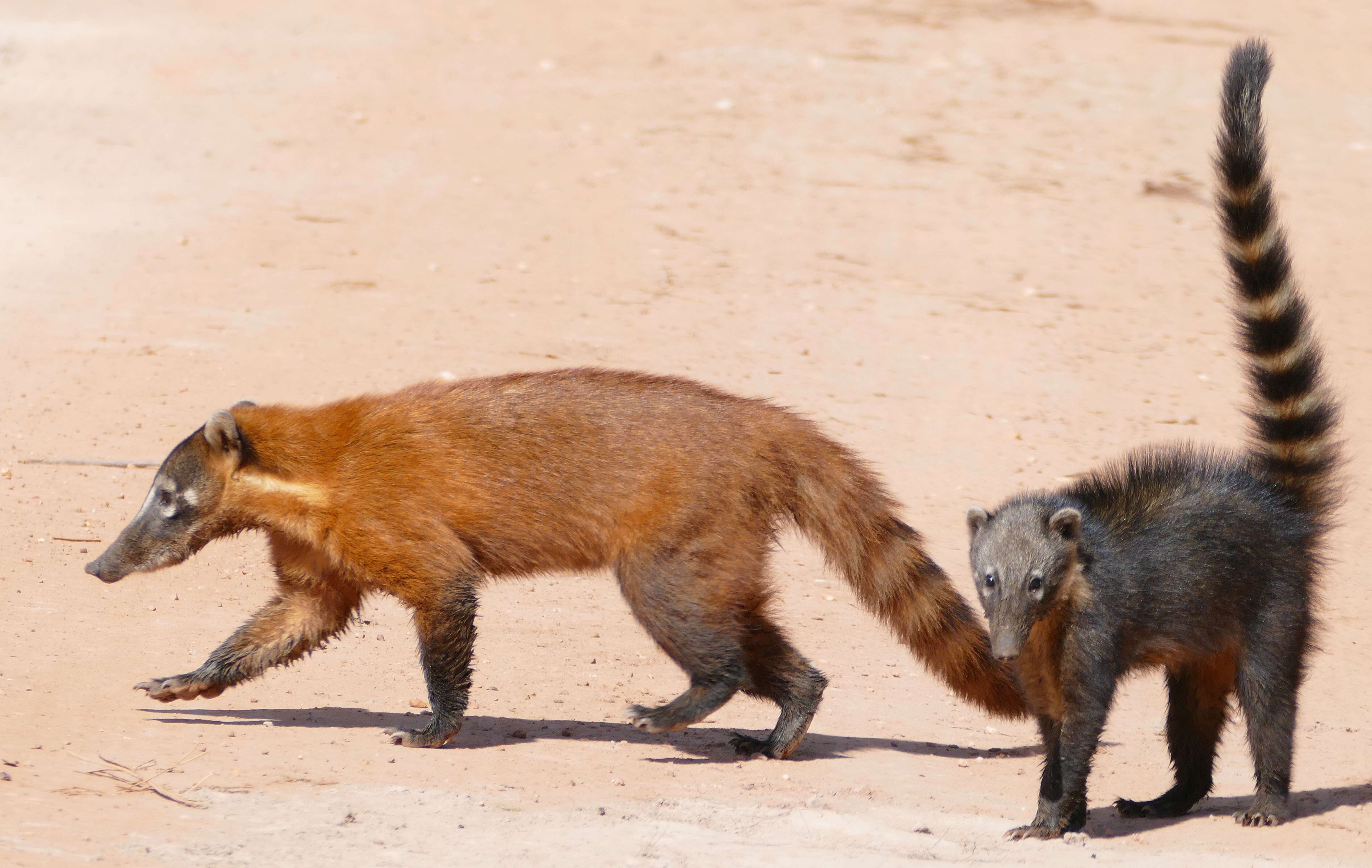 Image of Coati