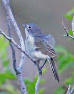 Image of Vireo Vieillot 1808