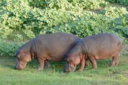 Image of Common Hippopotamus