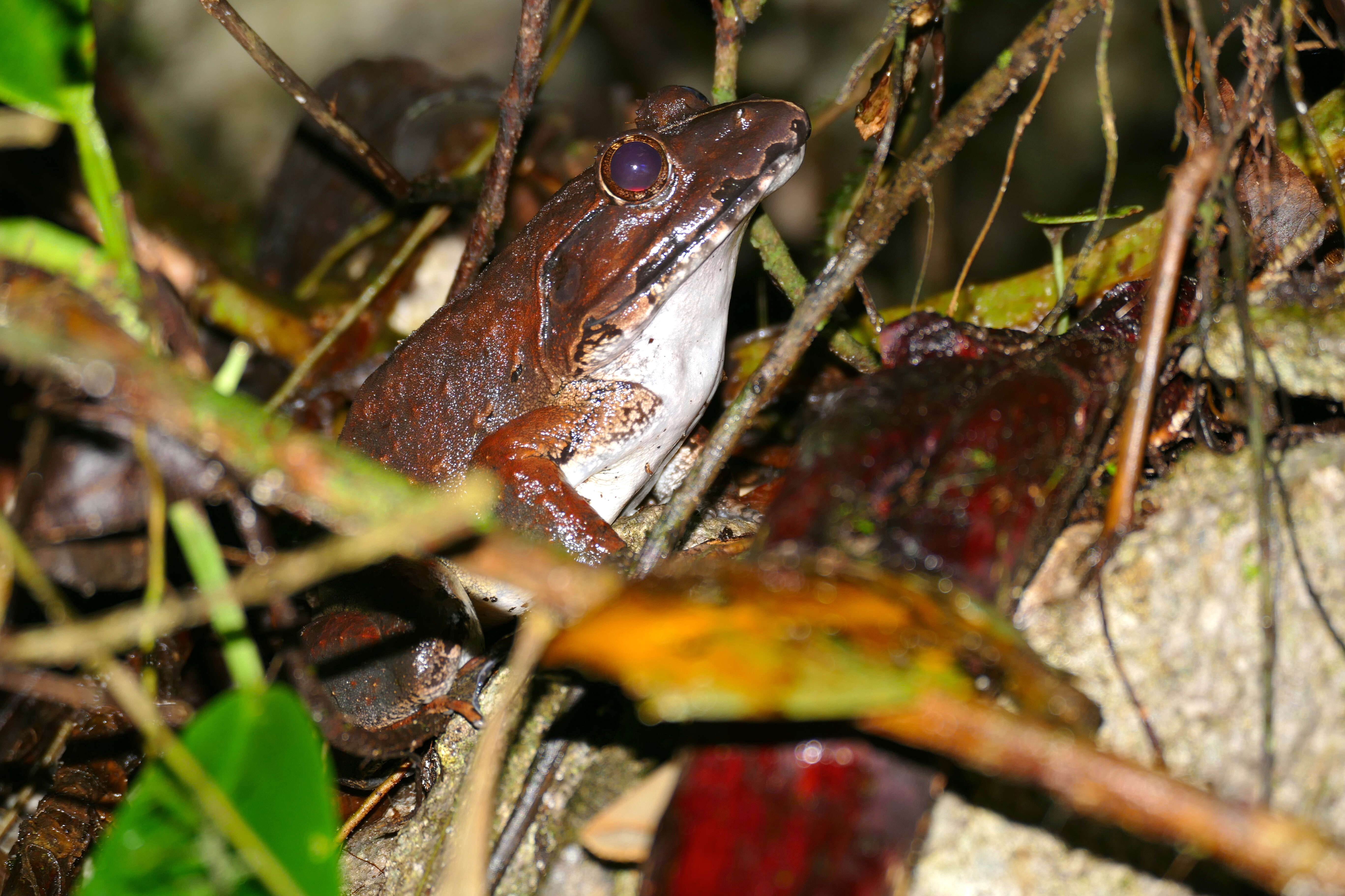 Image of Giant River Frog