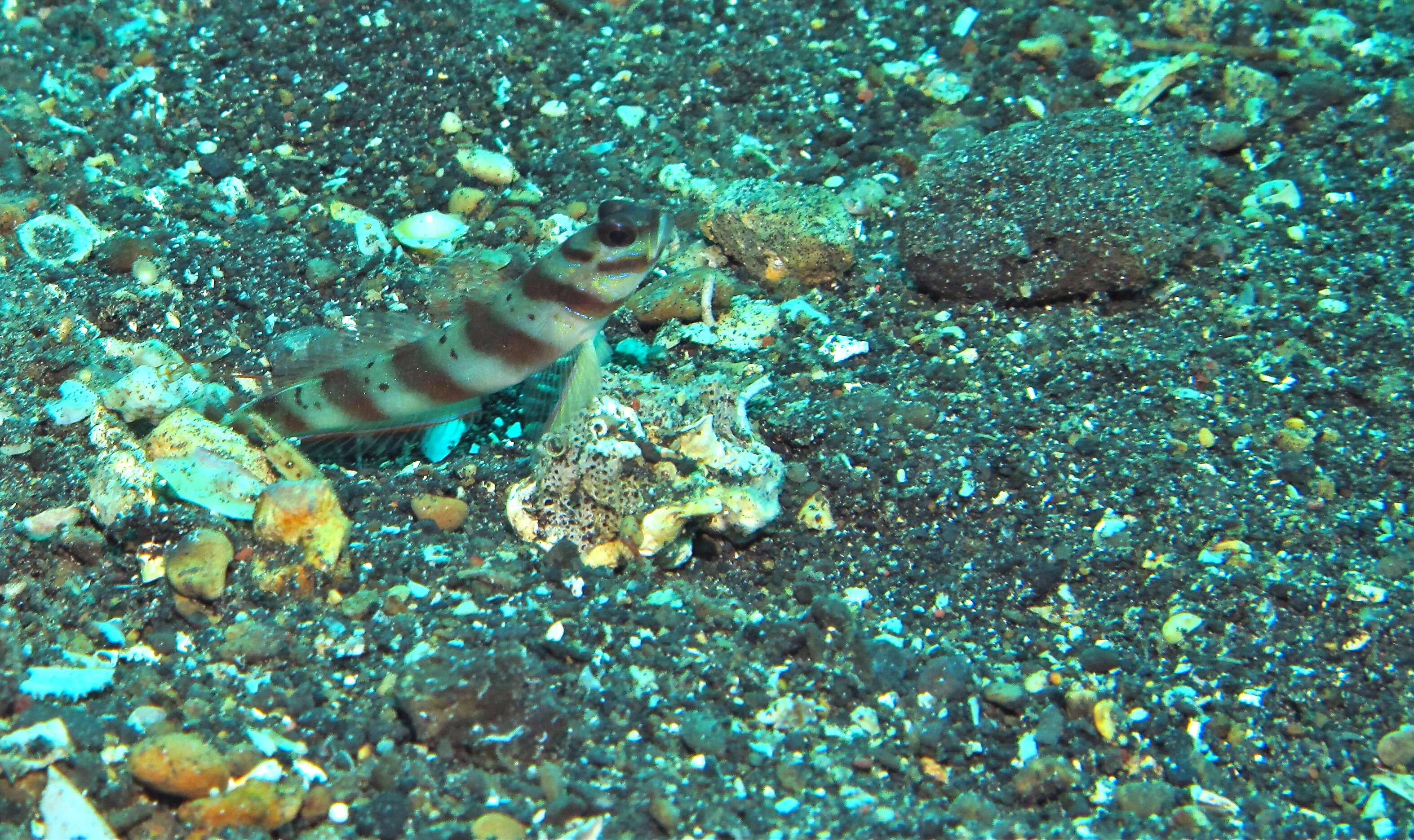 Image of Prawn-goby prawngoby shrimp-goby