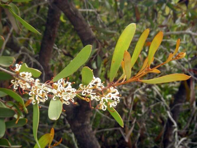 Image of Hakea pandanicarpa R. Br.