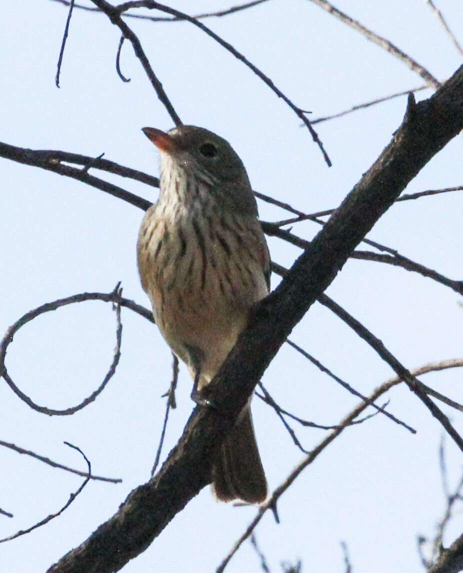 Image of Rufous Whistler