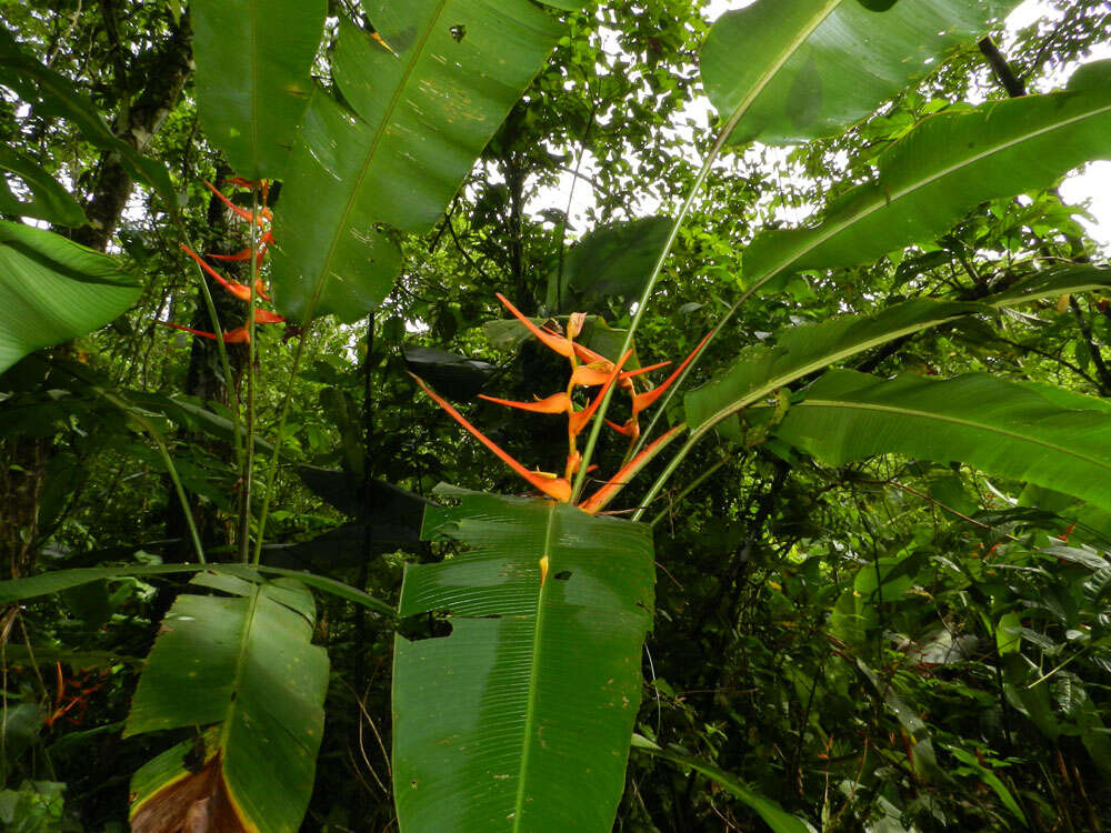 Plancia ëd Heliconia latispatha Benth.