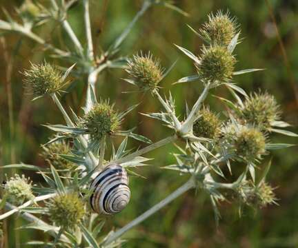 Imagem de Eryngium