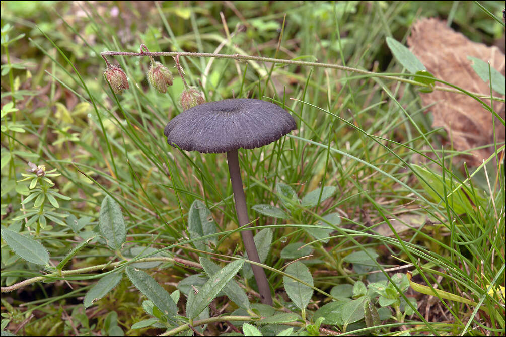 Image of Entoloma