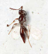 Image de Platygastridae