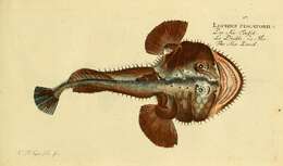 Image of Lophius piscatorius