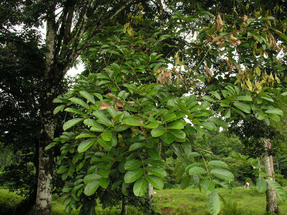 Image of Lonchocarpus macrophyllus Kunth