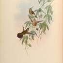 Image of Adelomyia melanogenys inornata (Gould 1846)