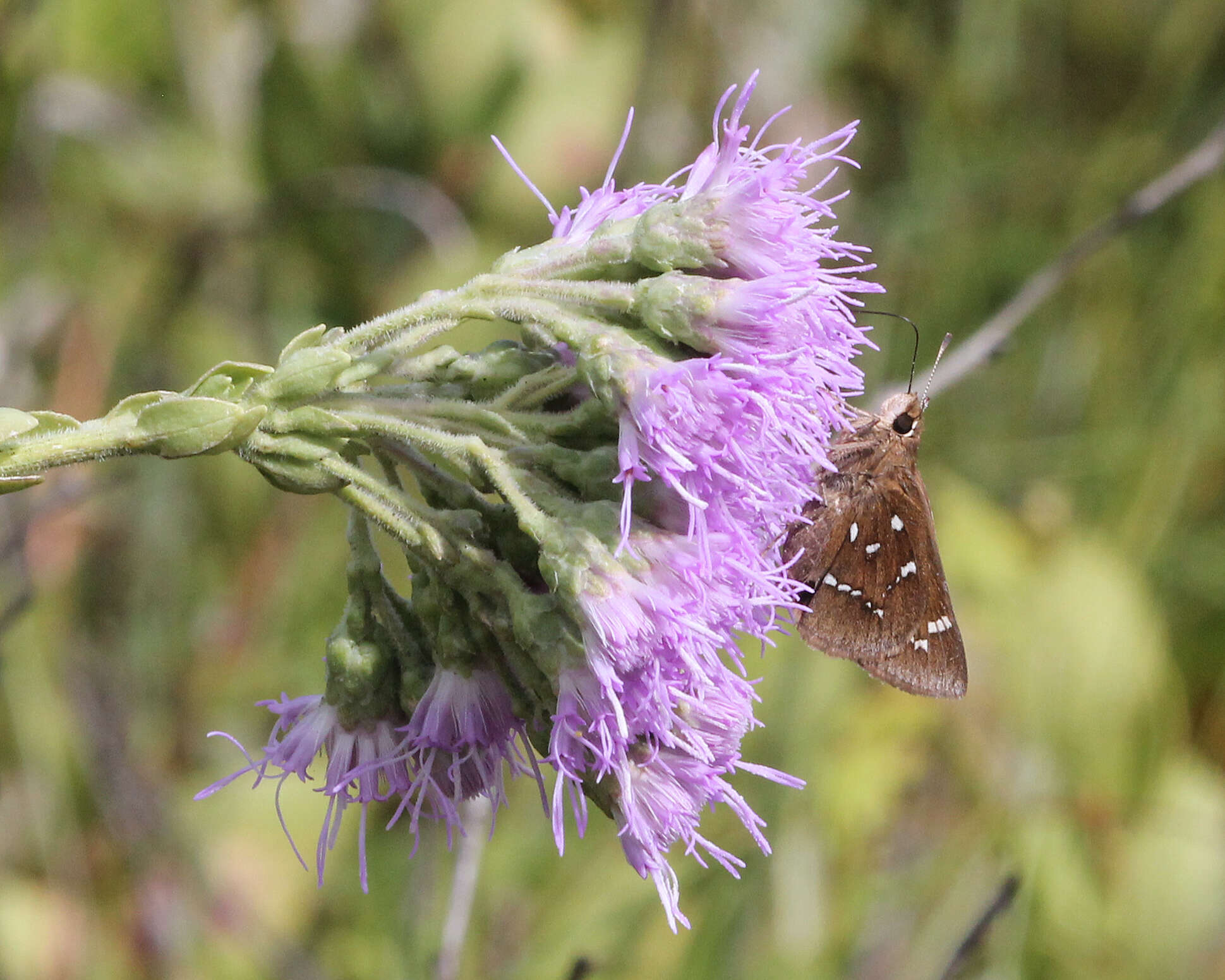 Image of Loammi Skipper