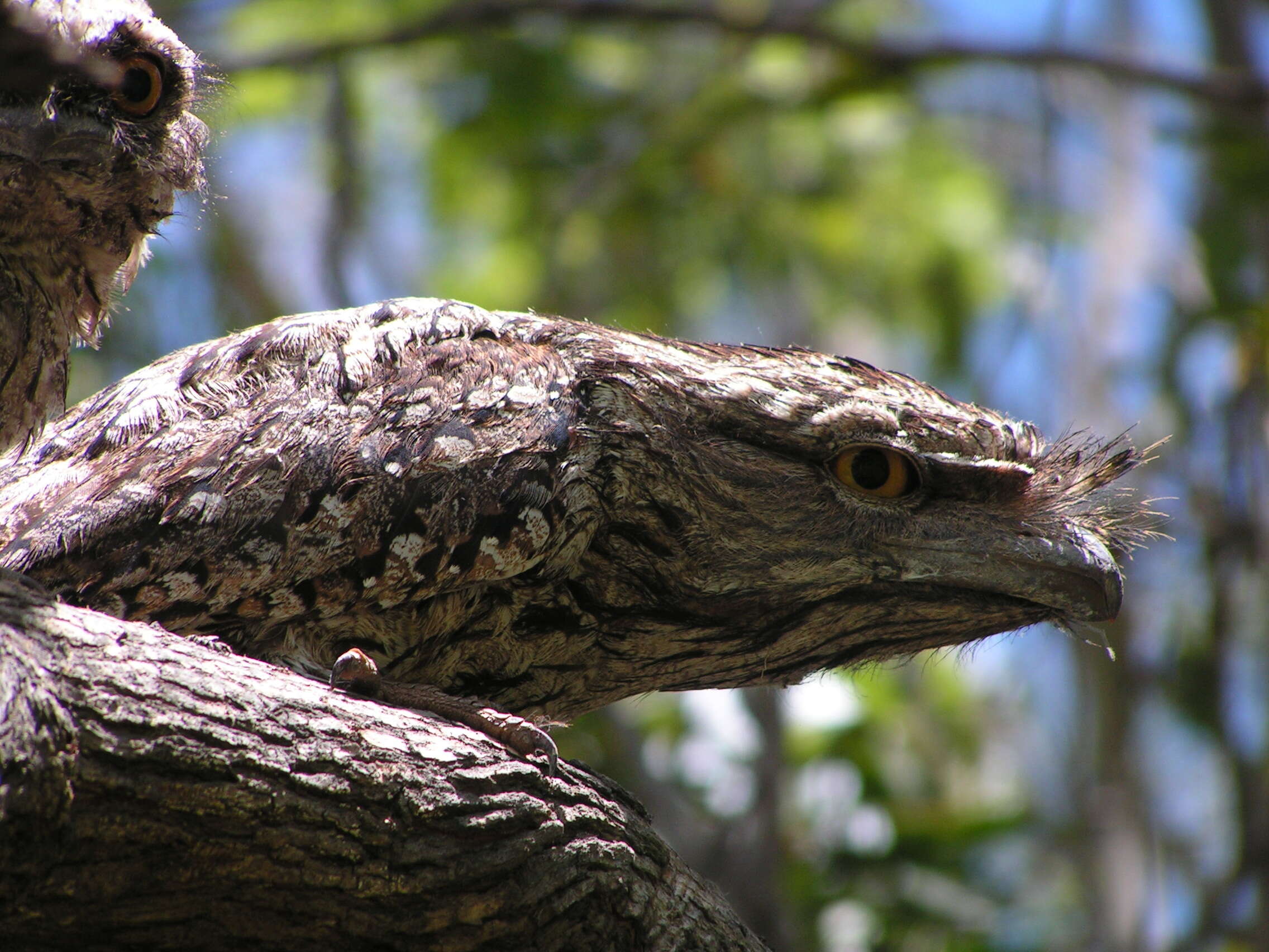 Image of Tawny Frogmouth