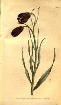 Image of Fritillaria obliqua Ker Gawl.