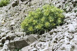 Слика од Cirsium glabrum DC.