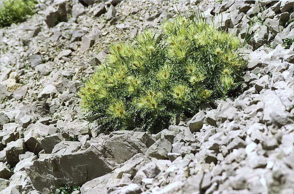 Image of Cirsium glabrum DC.