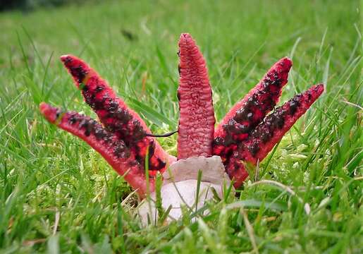 Image of octopus stinkhorn