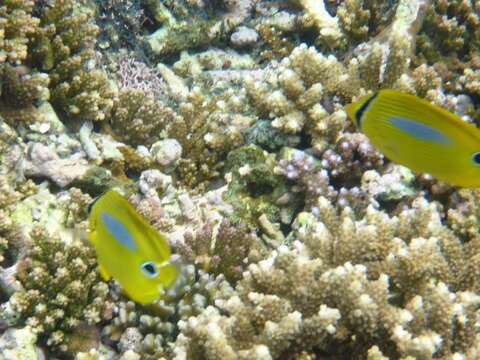 Image of Blue-dash Butterflyfish