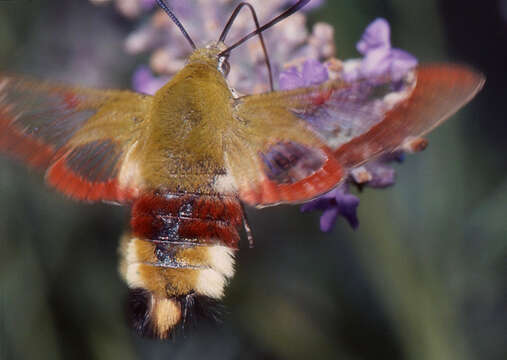 Image of Hemaris Dalman 1816