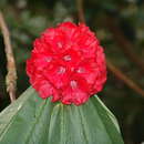 Image of Rhododendron barbatum Wall. ex G. Don