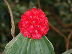 Image of Rhododendron barbatum Wall. ex G. Don