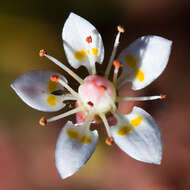 Imagem de Micranthes bryophora (A. Gray) Brouillet & Gornall