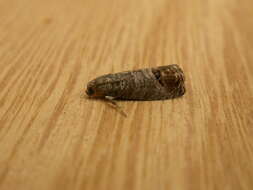 Image of codling moth