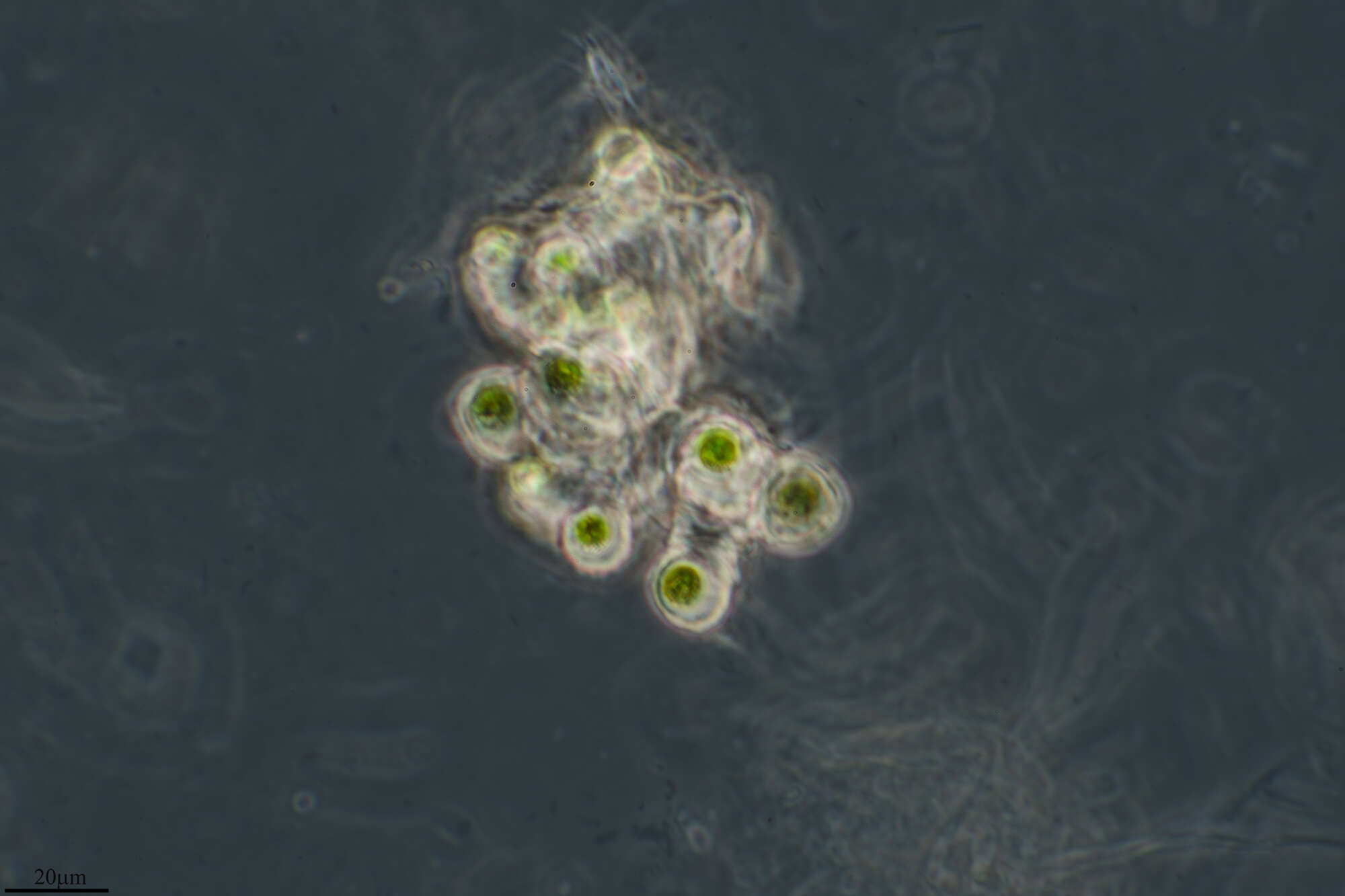Image of Cyanophycota