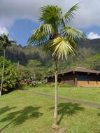 Image of thatch palm