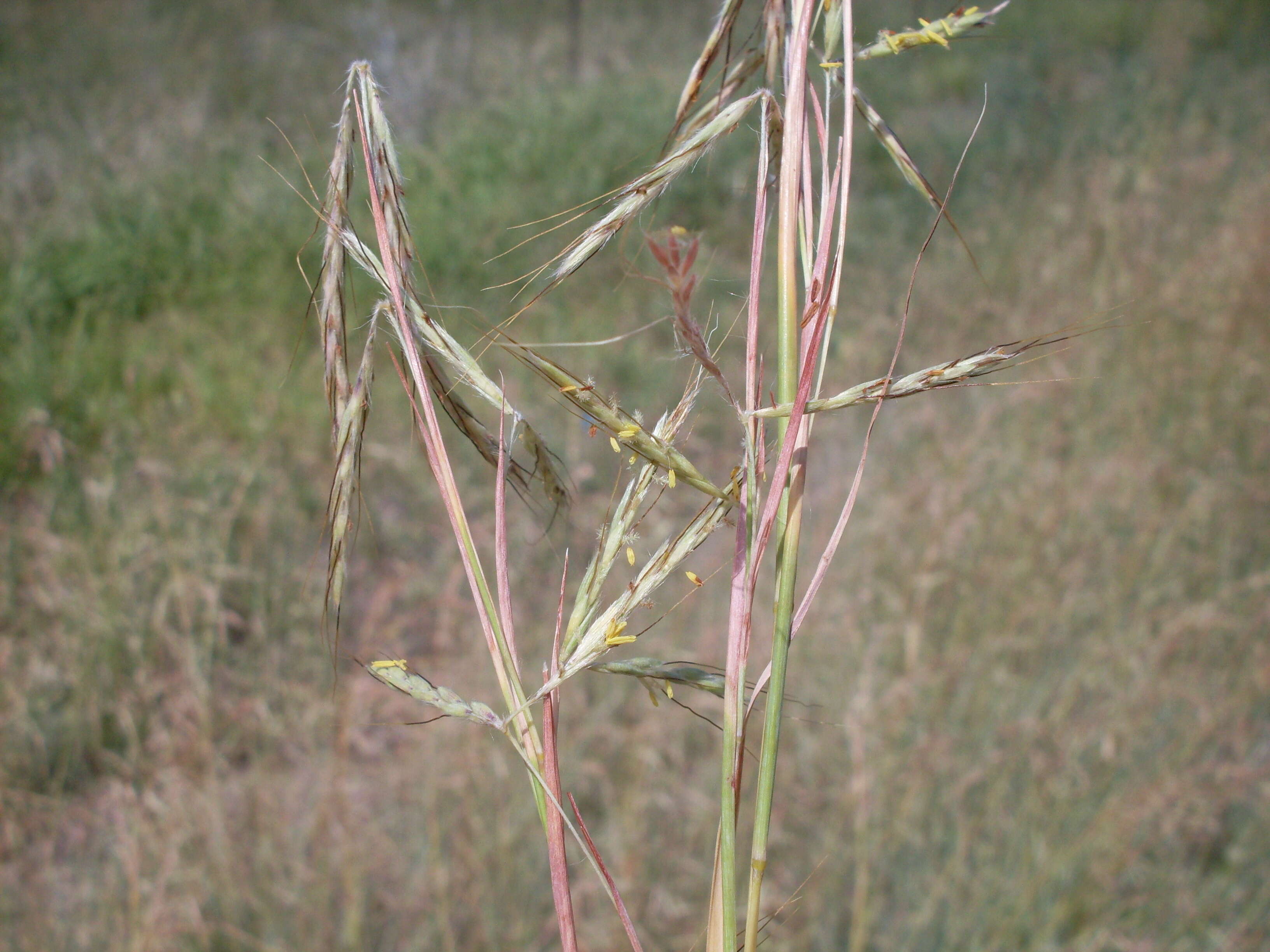 Image of thatching grass