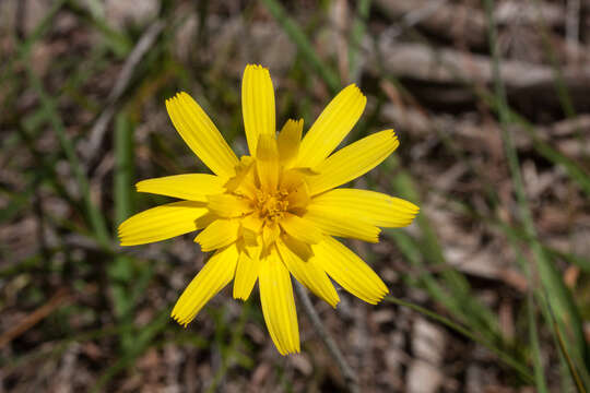 صورة Microseris lanceolata (Walp.) Sch. Bip.