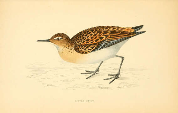 Image of Little Stint